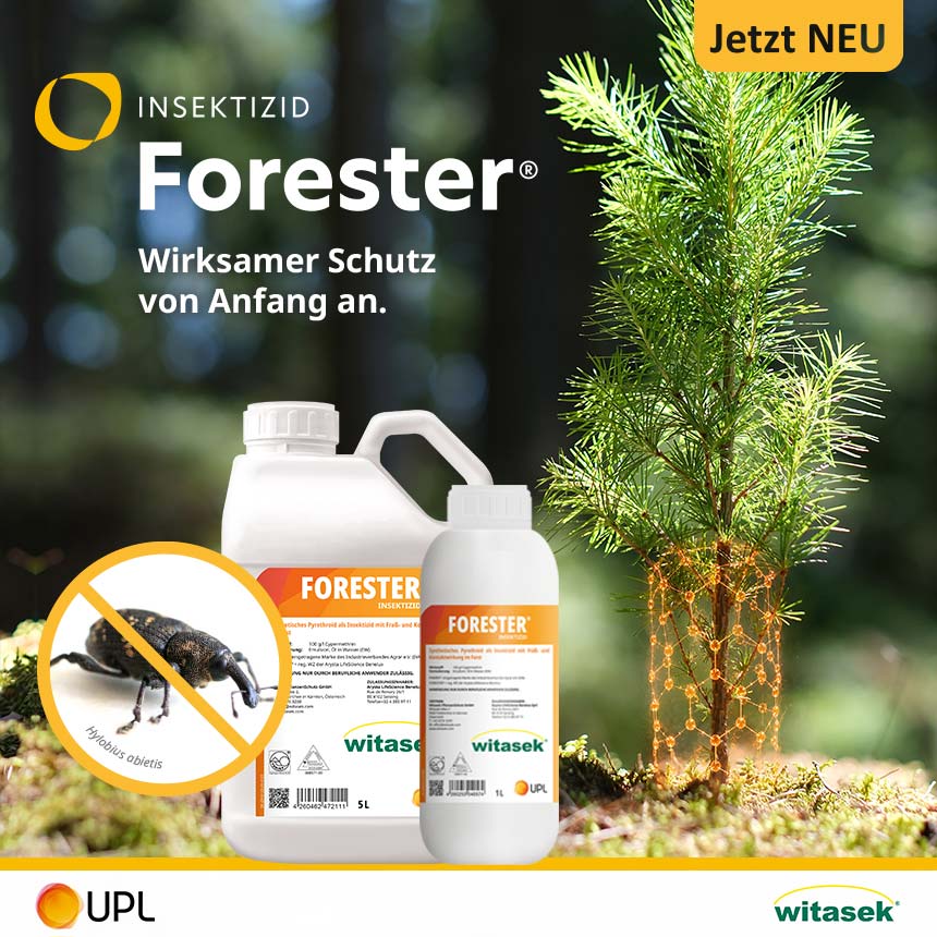 512351_Forester_Ruesselkaefer_01