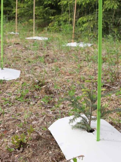 BioWit Kartonmulchplatte